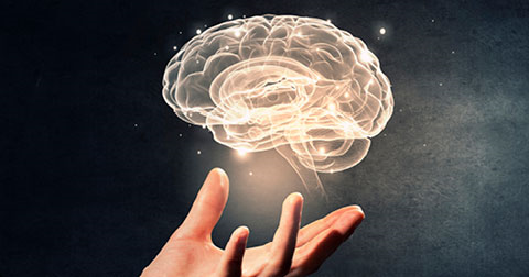 hand holding image of brain to symbolize neuroscience
